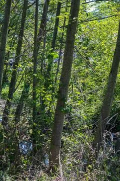 A stand of birch trees with dappled white bark with underbrush and grass Stock Photos