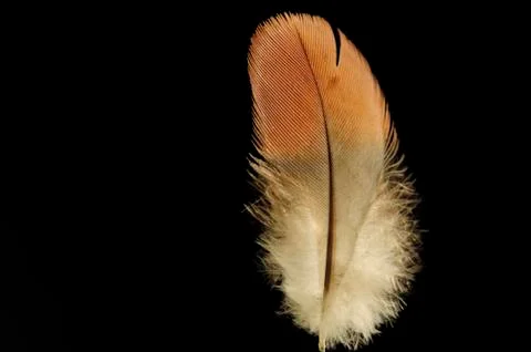 Stand bird feather Stock Photos