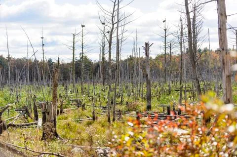 Stand of dead trees Stock Photos