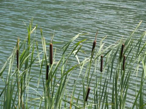 Stand of green cattails Foto stock