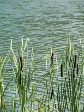 Stand of green cattails 스톡 사진
