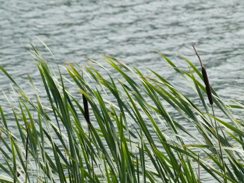 Stand of green cattails Foto stock