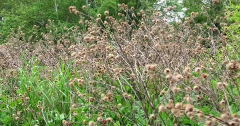 Stand of Lesser Burdock, Arctium minus, with many dried burrs Stock Footage 283234479