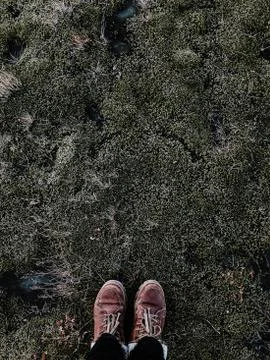 Stand on moss Stock Photos