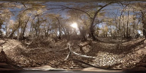 Stand of old growth trees in the late fall Stock Footage 69767474