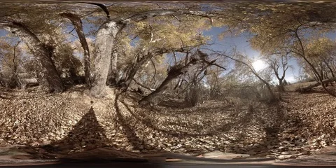 Stand of old growth trees in the late fall Stock Footage 69964130