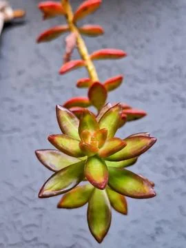 Stand out in nature Stock Photos