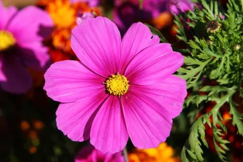 Stand out Stock Photos