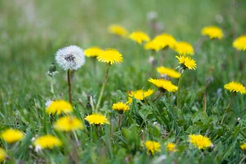 Stand out Stock Photos