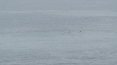Stand up paddle in the middle of the ocean Stock Footage 43053311