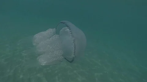 Stand Up Paddle View Over Transparent Sea with Jellyfish Underwater Stock Footage 117631930