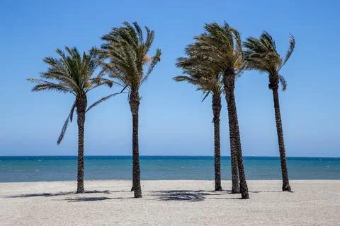 A Stand of Palm Trees On a Beach Stock Photos