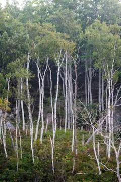 Stand of paper birches Stock Photos