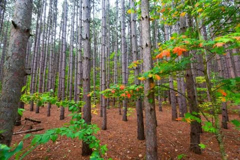 Stand of Pine Tree Forest on Pierce Stocking Drive within Sleeping Bear Dunes Stock Photos