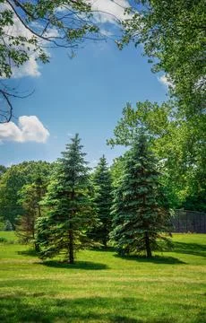 Stand of Pine trees in Michigan Metro Park woods Stock Photos