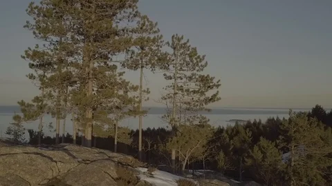 Stand of pines on hilltop Stock Footage 85573563