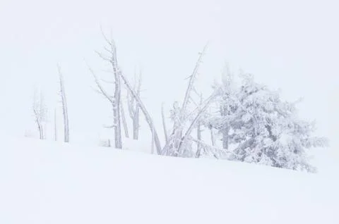 Stand of snow covered trees at timberline on Mt Hood, Oregon Foto stock