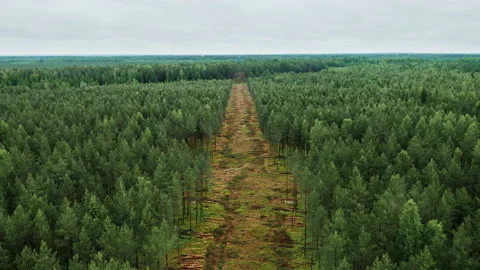 A stand of tall trees with forest clear cutting in the background. Stock Footage 233904352