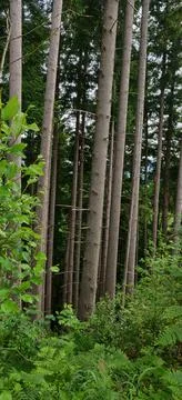 A stand of trees in a forest Stock Photos