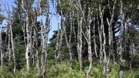 A stand of trees small birch trees being blown in the wind Stock Footage 83461639