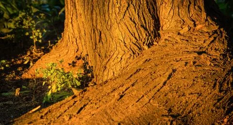 Stand of Trees Trunk Stock Photos