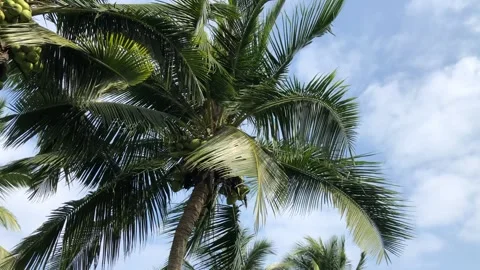 Stand under the coconut tree and enjoy the blue sky and white clouds Stock Footage 232118395