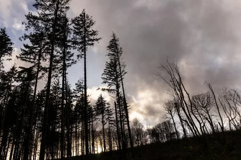 A Stand of Young Trees Stockfoto's