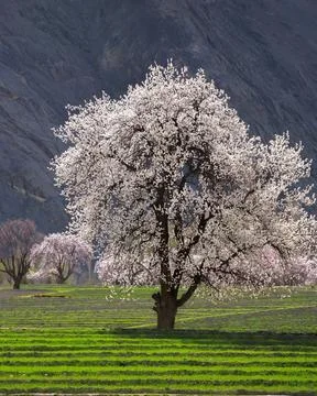 Standalone blooming white spring tree in a green field with mountain background Stock Photos
