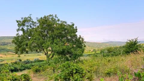 Standalone Green Walnut Tree in Rural Landscape under Clear Sky Stock Photos