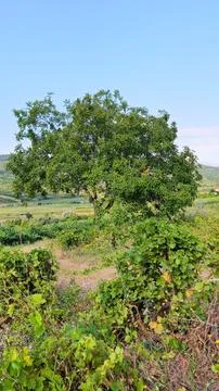Standalone Green Walnut Tree in Rural Landscape under Clear Sky Stock Photos