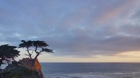 Standalone Tree, 17 Mile Drive Stock Footage 88957773