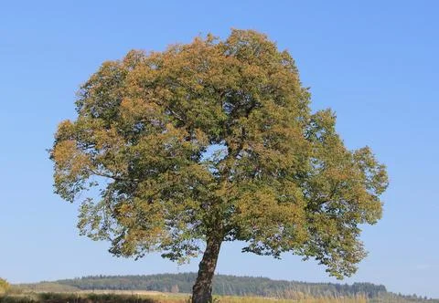 A standalone tree, with blue sky in the background Stock Photos