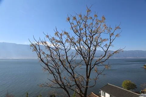 Standalone tree framing a vast blue lake and distant mountain range 스톡 사진
