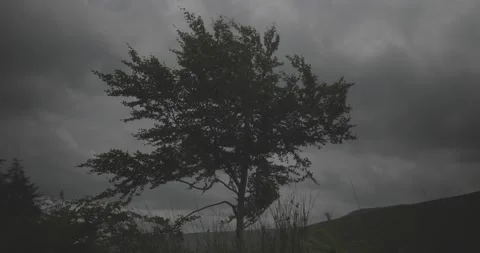 Standalone tree, moody clouds, windy, 4k, VLOG, 24fps Stock Footage 277231361