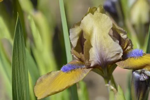 Standard dwarf iris Gingerbread man Stock Photos
