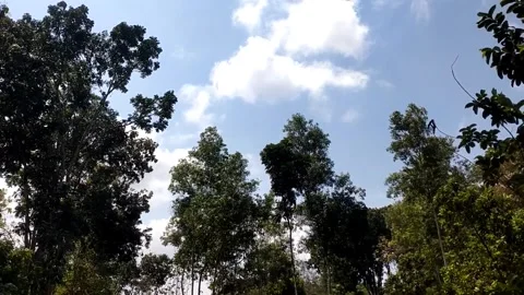 Standard Forest Canopy Under Blue Sky 스톡 동영상 341262206