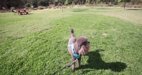 Standard Poodle Drone Like Wide Angle Swoop In Stock Footage 142789129