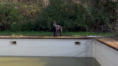 Standard poodle standing  on the board of the pool Stock Footage 237530926