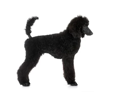 Sonne best sale standard poodles