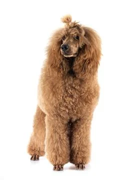 Standard poodle in studio Stock Photos