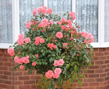 Standard Rose. Stock Photos