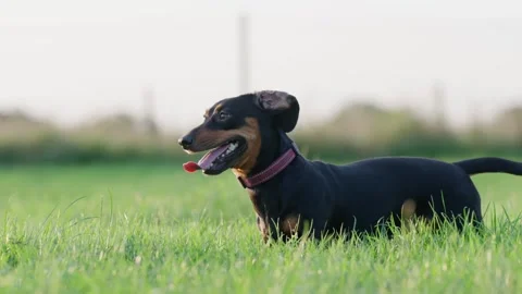 Standard Sized Dachshund Standing in Grass Panting, Slow Motion Handheld Vidéo 339302274