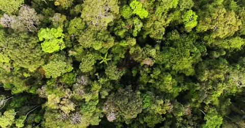 Standing above the Amazon rainforest Stock Footage 76978010