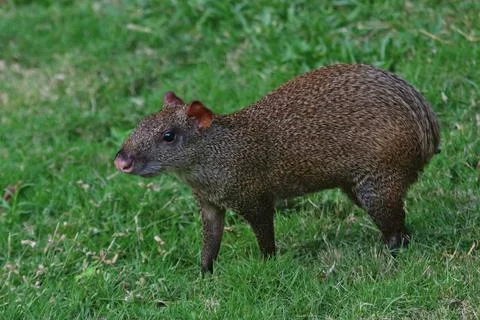 Standing Agouti Stock Photos
