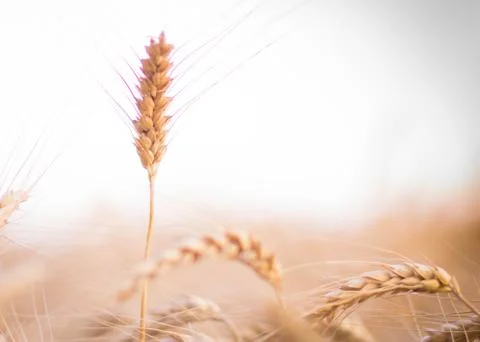 Standing alone Stock Photos