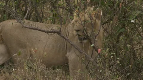 Standing and walking lion Stock Footage 12646207