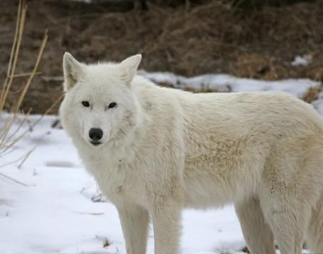 Standing Arctic Wolf Stock Photos