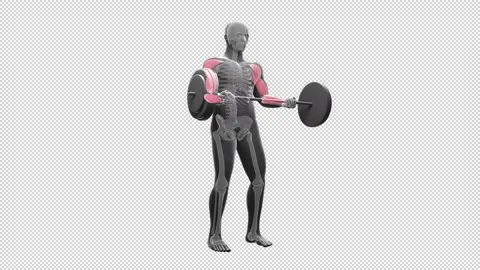Standing Barbell Curl Video stock 164319198