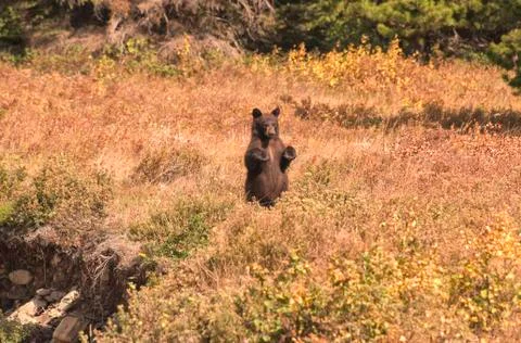 Standing-bear-BSK 3088 Stock Photos