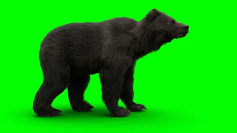 standing bear. Green screen realistic an... | Stock Video | Pond5